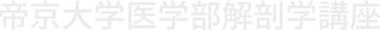 帝京大学 医学部 解剖学講座（Department of Anatomy and Cell Biology）は、細胞生物学・神経科学・臨床解剖学など多分野にわたる研究と教育を展開しています。