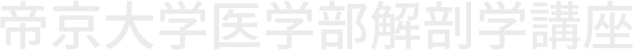 帝京大学 医学部 解剖学講座（Department of Anatomy and Cell Biology）は、細胞生物学・神経科学・臨床解剖学など多分野にわたる研究と教育を展開しています。