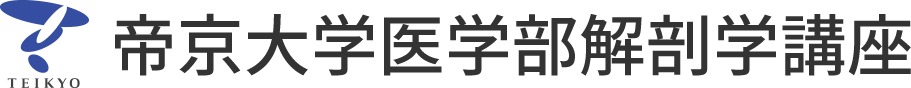 帝京大学 医学部 解剖学講座（Department of Anatomy and Cell Biology）は、細胞生物学・神経科学・臨床解剖学など多分野にわたる研究と教育を展開しています。
